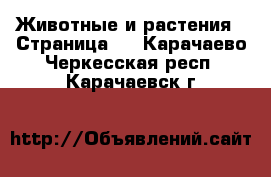  Животные и растения - Страница 2 . Карачаево-Черкесская респ.,Карачаевск г.